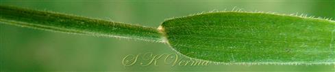  Leaf blade and sheath pubescent